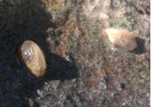 סקר לאיתור הצדפה הפולשת Mytliopsis Sallei בנחל קישון, 2014 (לירון גורן, עבור רשות נחל הקישון)