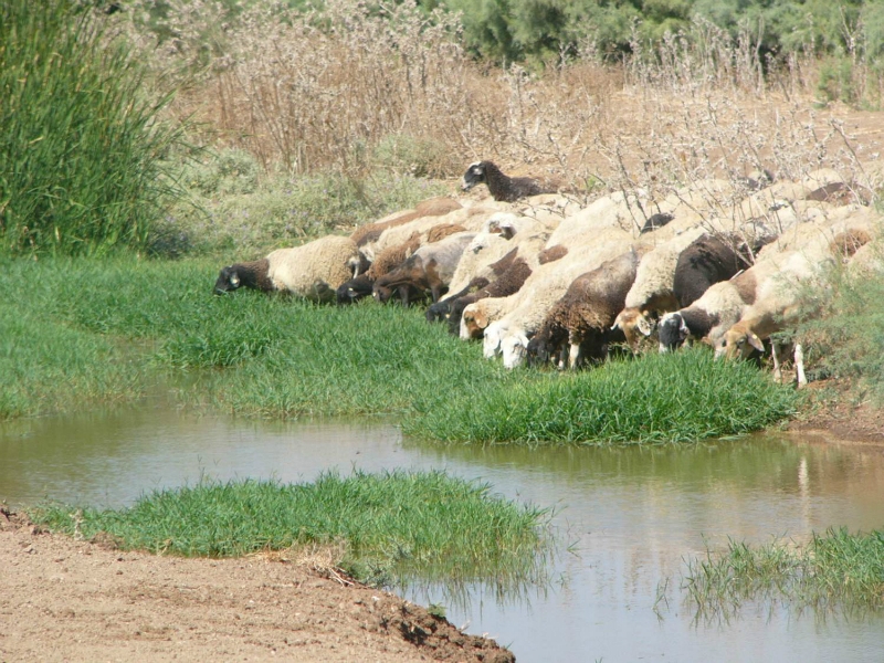 יונקים, רשות נחל הקישון