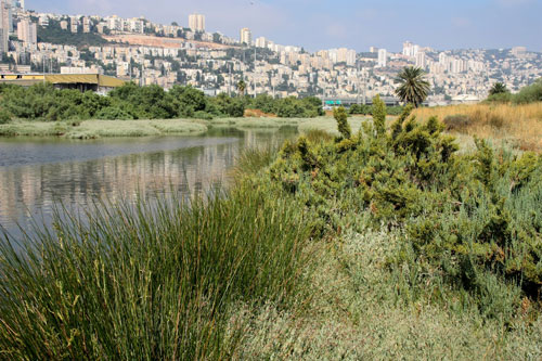 צומח נדיר, רשות נחל הקישון
