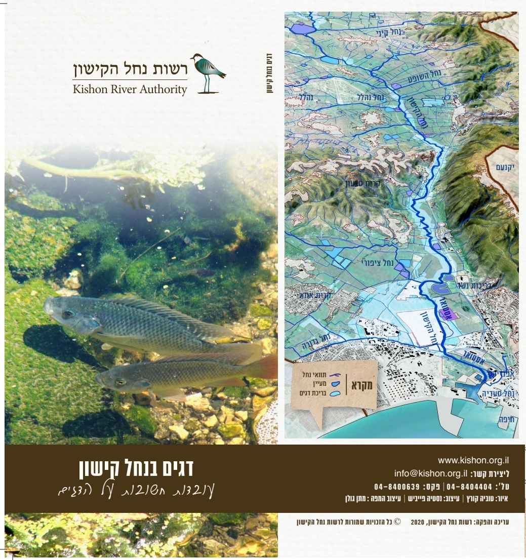 דגים בנחל קישון – עובדות חשובות על הדגים
