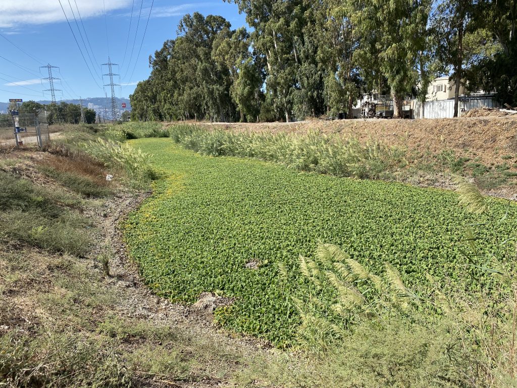 רשות נחל הקישון: מנחל גדורה מוצאים כעת כמויות גדולות של צמח פולש ממין חסת מים אשר המצאותו גורמת לירידה באיכות המים ולהתפתחות ייתושים