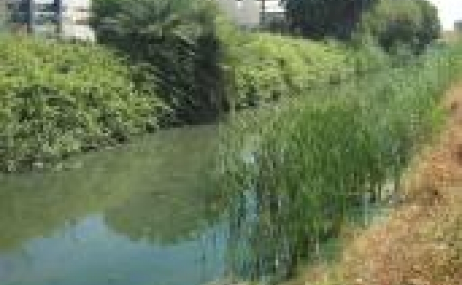 סקר אקולוגי – נחל גדורה