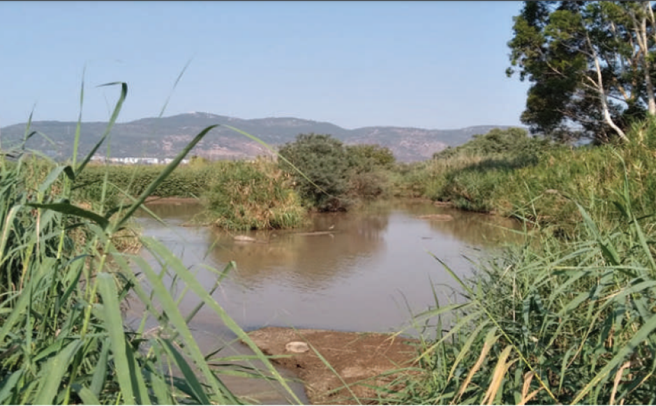 סקר אקולוגי במורד נחל קישון בראי שינויי אקלים